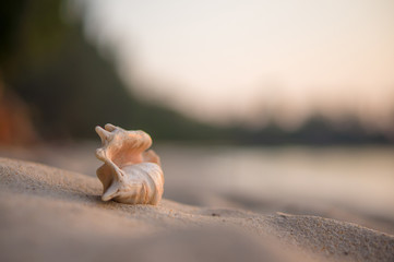 Obraz na płótnie Canvas A beach with seashell of lambis truncata on sunset. Tropical pos