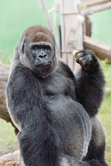 Gorilla in cattività