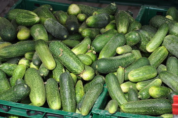 Kiste mit Gurken im Spreewald