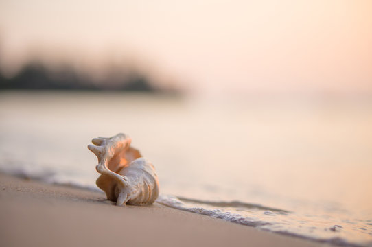 A beach with seashell of lambis truncata on sunset. Tropical pos