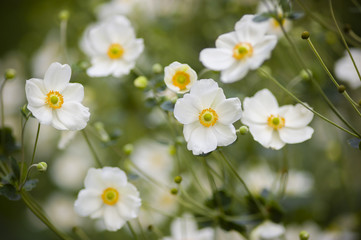 Ornamental white flowers