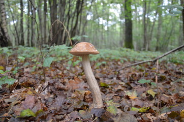 Champignon c&egrave;pe for&ecirc;t