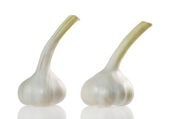 Knoblauch, Garlic, Allium sativum