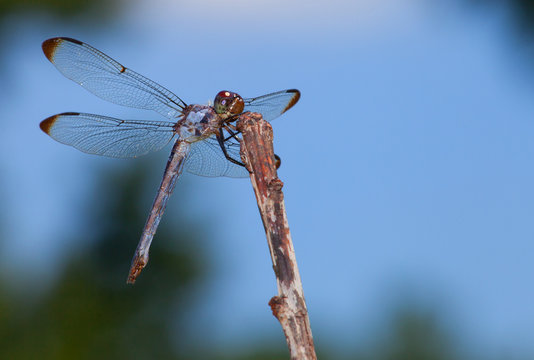Happy dragonfly