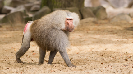 Obraz premium male hamadryas baboon