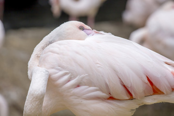 Fenicottero Rosa