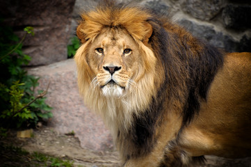 Fototapeta na wymiar Lion.