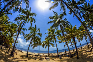 Fototapeta na wymiar spiaggia di palme