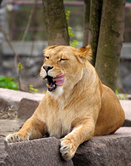 Lioness.