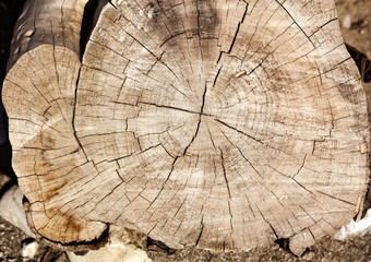 Tree Cross Section as Wooden Background