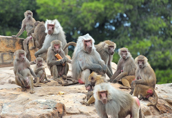Colonie de babouins avec progéniture