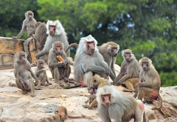 Photo sur Plexiglas Singe Colonie de babouins avec progéniture