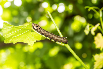 Mittlerer Weinschwärmer,Deilephila elpenor