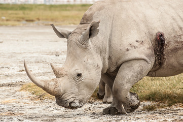 Wounded Rhinoceros