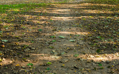 dry autumn leaves on a sunlit ground in a park