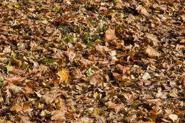dry autumn leaves covering ground