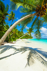 Rest in Paradise - Malediven - Palme, Palmenschatten, Himmel und