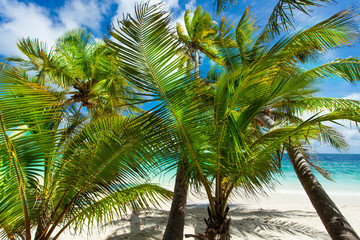 Rest in Paradise - Malediven - Palmen, Himmel und Meer