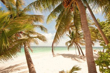Rest in Paradise - Malediven - Palmen, Himmel und Meer - Sepia