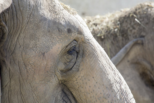 Elefante