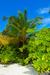 Fototapeta na wymiar Rest in Paradise - Malediven - Palmenstrand