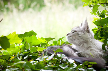 Maine Coon 1