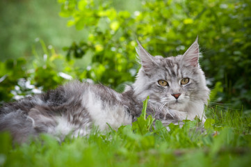 Maine Coon 2