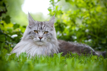 Maine Coon 3