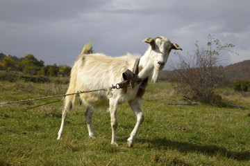 Obraz premium Goat