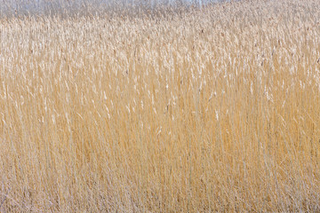  reed grass at the backwater