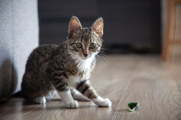 Small grey pet kitten playing indoor