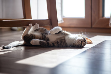 Small grey pet kitten playing indoor