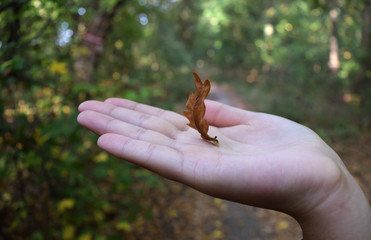 Girl hold a oak leaf in hand