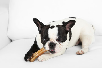 French bulldog with bone on sofa in room