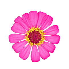 Pink zinnia flower isolated on white