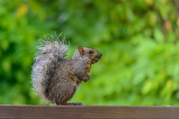 Naklejka na ściany i meble Grey Squirrel on a park bench in a park