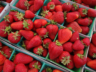 Strawberries displayed in square light blue plastic baskets