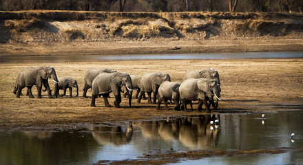 Large elephant herd crossing river in arid landscape
