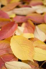 紅葉したサクラの葉