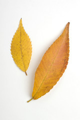 黄葉したケヤキの葉