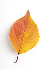 紅葉したサクラの葉