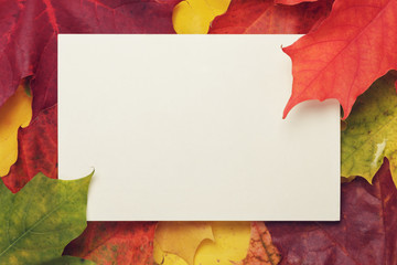 autumn maple leaves with paper card