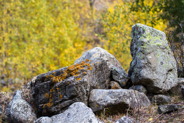 Colorful moss on stone