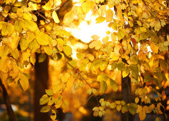 Yellow autumn leaves. Fall background