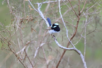 Superb Fairywren (Malurus cyaneus) in NSW,Australia