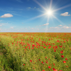 field with poppies and sun on blue sky