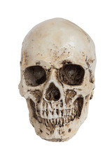 Obraz premium Isolated human skull on white