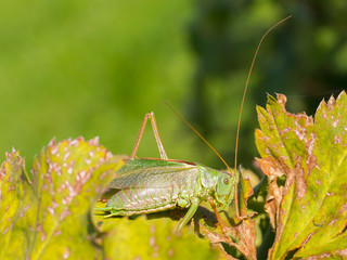 Green grasshoper in a garden