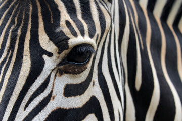 Fototapeta na wymiar Close-up of zebra head and body