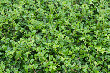 Obraz premium Siamese rough bush or Tooth brush tree or Streblus asper Lour